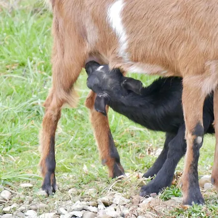Biwak Na Sygulnej Przywiez Namiot Mizerna Exterior foto